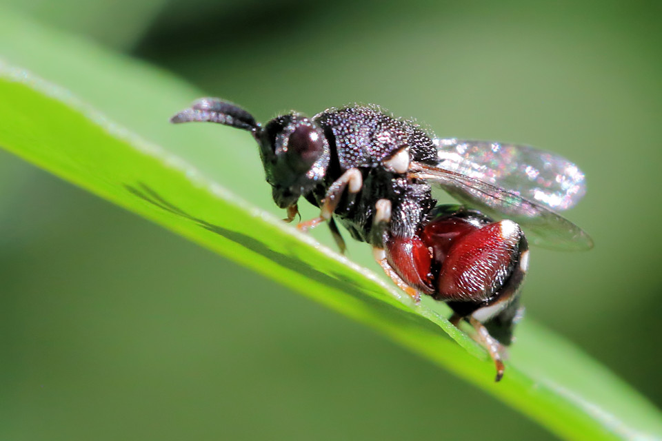 Chalcid Wasp (Chalcis sp) (Chalcis sp)